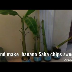 Planting banana Saba and make banana chips sweet