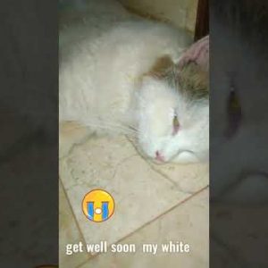 Pray for my cat