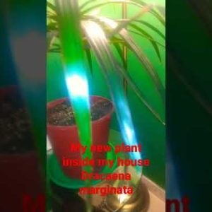 Dracaena marginata plants#shortvideo
