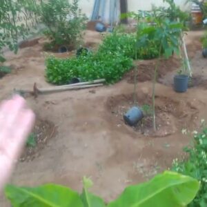 Ang Dami kung Tamin ngayon  update Daming Puno ng Sanging#gardening #plants