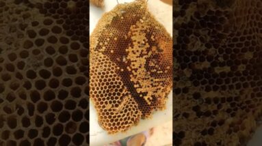 Hornet Nest Bees#shortvideo
