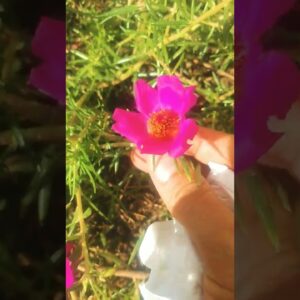 beautiful Flowers#shortvideo