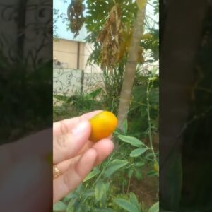 Ang Sarap Pala nito orange daw pero para siyang lemon#video #youtubeshorts