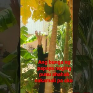 tawang tawa ako sa sinabi ko dito ahha #papaya #freshfruit #youtubeshorts #plant