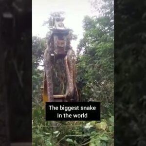 the biggest snake in the world #youtubeshorts #crazy #shorts